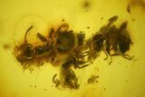 Fossil True Weevil Head, Ants and Spider Webs in Baltic Amber #183606-2